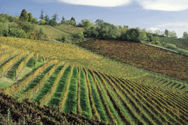 Bricco dei Cogni e dintorni...