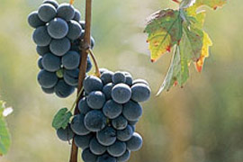 Click per ingrandire!