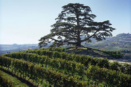 Click per ingrandire!