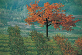 Click per ingrandire!